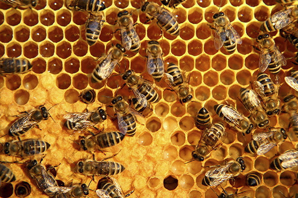 Honey - The Original Energy Booster